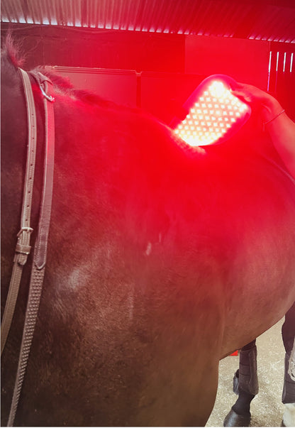 Equi-Heal Light Therapy Pad